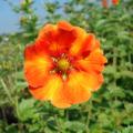 Oranssikukkaiset pensashanhikit