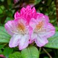 Rhododendrons Inkarho (Easydendron)  tolérant le calcaire