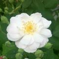 Noisette-ruusut