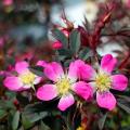Rosiers botaniques ou sauvages
