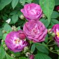 Lens Roses -ruusut