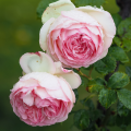 Rosiers Pierre de Ronsard