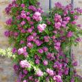 Rosiers grimpants violets, mauves et bleus