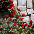 Rosiers grimpants rouges