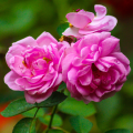 Rosiers remontants