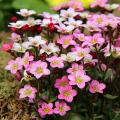 Saxifraga - Saxifrages