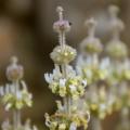 Sideritis - Crapaudines