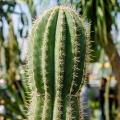 Stenocereus