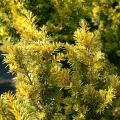 Taxus - Ifs
