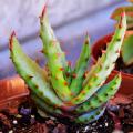Aurinkoinen terassi