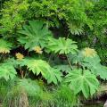 Tetrapanax - Aralie à papier