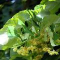 Tilia - Tilleuls