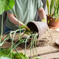 Tout le nécessaire pour les plantes d'intérieur