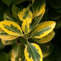 Troènes de Californie - Ligustrum ovalifolium