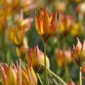 Varhaiset tulppaanit
