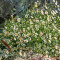 Rentokallioiset - Erigeron karvinskianus