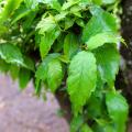 Zelkova - Faux-ormes