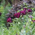 Dark academia - Couleur Tendance Jardin 2026