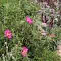 Garrigue-puutarha