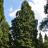 Arbres