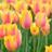 Bulbes à fleurs