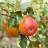 Fruitiers