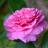 Rosiers